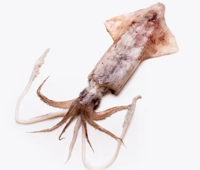 Calamar Gros | Fruits de mer surgelés BNF