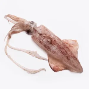 Calamar Moyen | Fruits de mer surgelés BNF