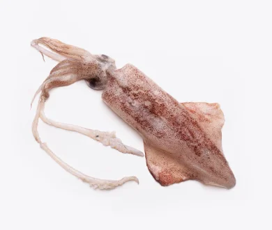 Calamar Moyen | Fruits de mer surgelés BNF