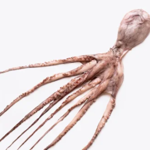 Boumisk | Fruits de mer congelés BNF