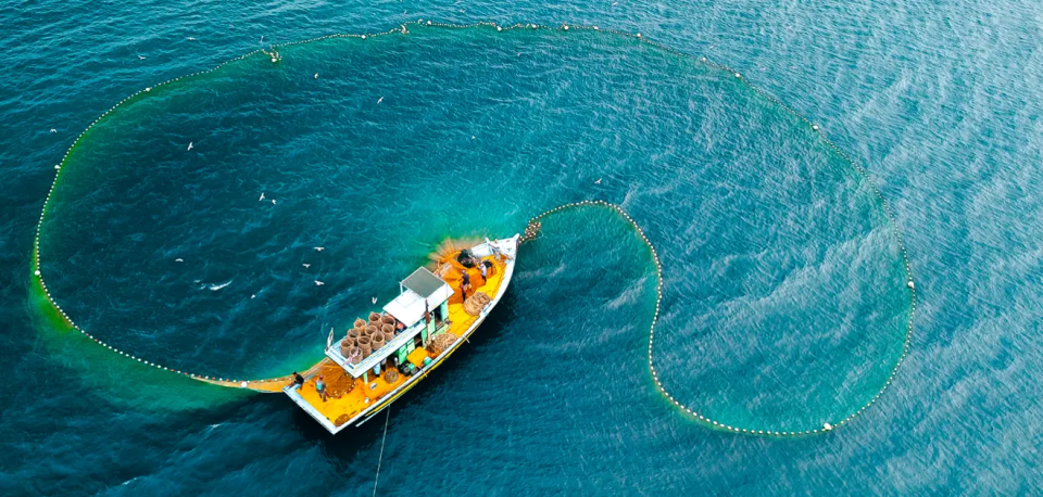 Qualité, fraîcheur et durabilité : les produits de la mer BNF issus de pêche responsable